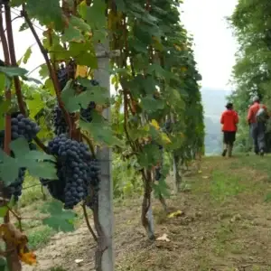 1521040471_Roddino-Barolo walking routes.jpg-767×50999
